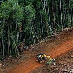 Applicazione deforestazione generatore cardanico TG30/15 Pramac